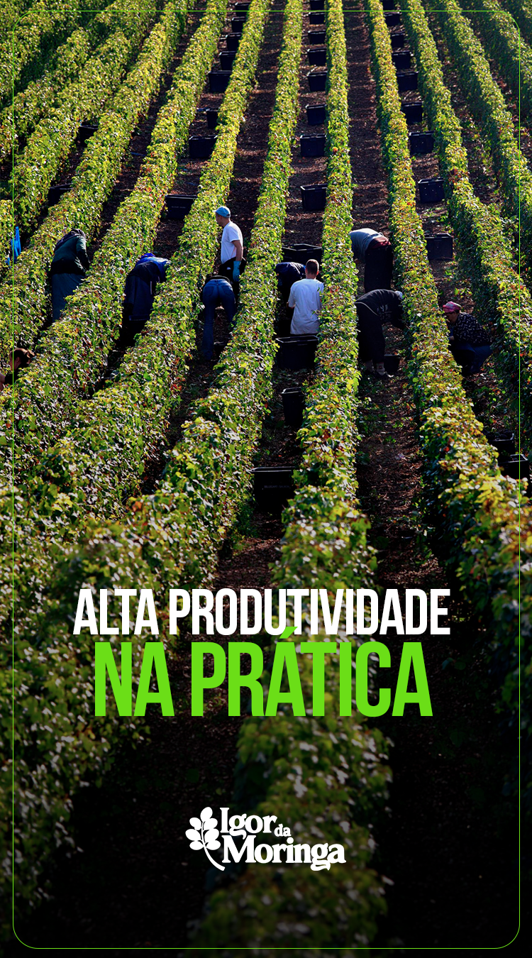 AltaProdutividade