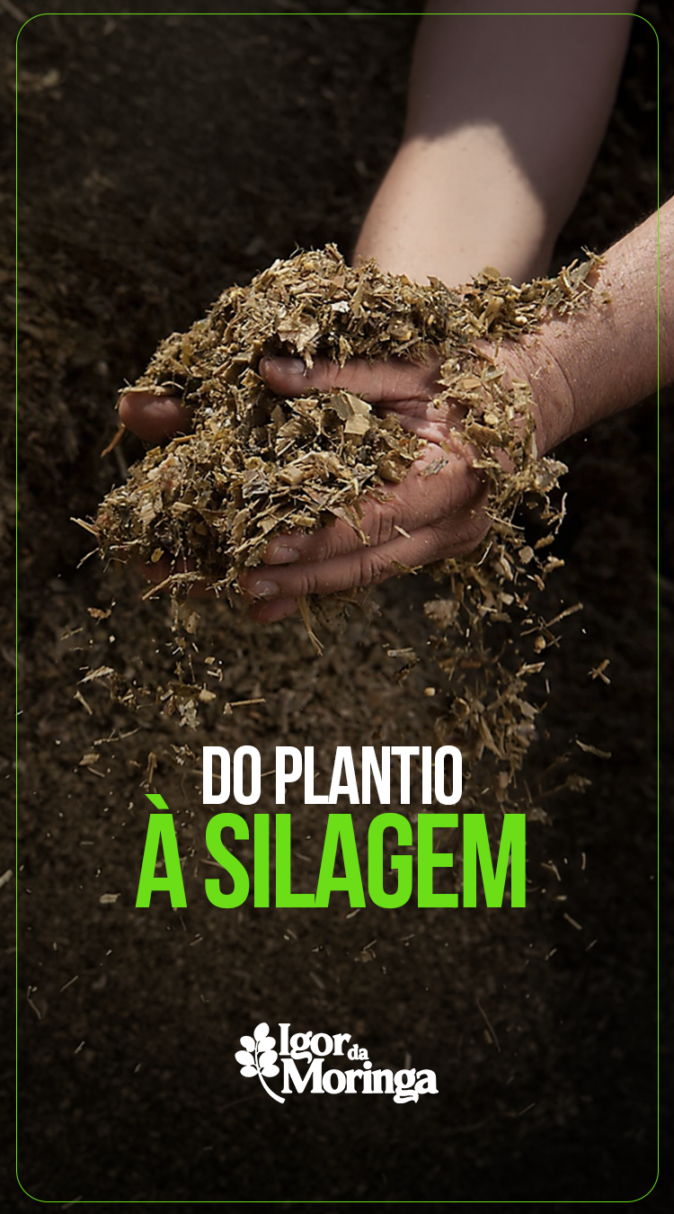 PlantioSilagem